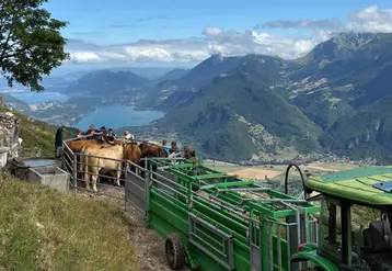  Rencontre entre éleveurs et vétérinaires lors de la vaccination contre la DNC devant un lot de vaches.  