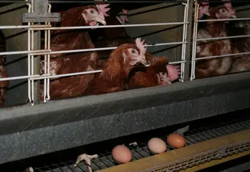 Des poules pondeuses vivant dans une cage