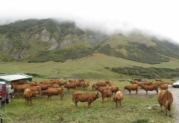 Vaches en alpage