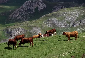 Vaches Montbéliardes et Tarentaises en alpage. Agriculture en zone difficile, pâturage en estive. 