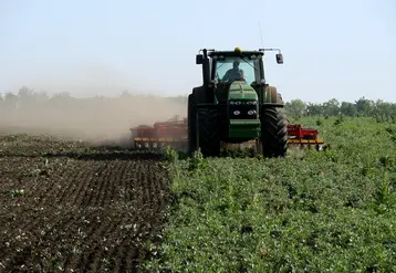 Un agriculteur dans son tracteur détruit un couvert végétal de légumineuses.