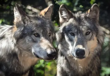 deux loups en gros plan