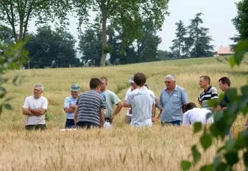 Groupe d’agriculteurs dans un champ de céréales  