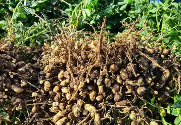 Plants d'arachide sortis de terre. Les coques contenant les cacahuètes sèchent après avoir été arrachés.
