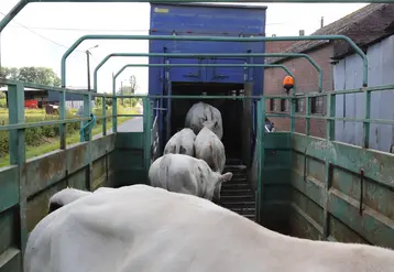 Broutards charolais montant dans une betaillère