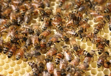 Abeilles dans une ruche