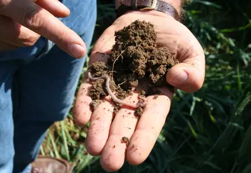 Plan rapproché d'une motte de sol tenu dans une main avec un ver de terre.