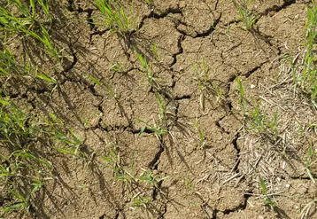 terre craquelée souffrant de sécheresse