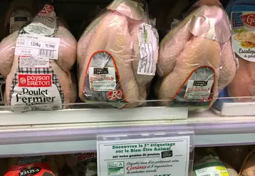 gros plan sur l'étiquetage de plusieurs poulets en grade surface