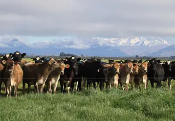 Troupeau de vaches au pâturage en Nouvelle-Zélande