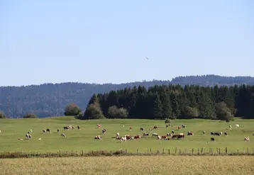 vaches dans une prairie avec une forêt de spins en arrière-plan