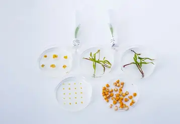 Boîtes de Pétri contenant différents échantillons végétaux de maïs à divers stades de développement, modifiés via des techniques de biotechnologie végétale en laboratoire.
