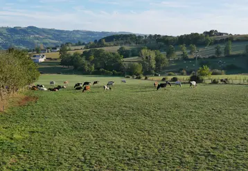   Vaches au pâturage dans l' Aveyron au Gaec des Rouges et des Noires  