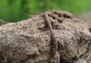 Motte de sol avec un ver de terre 