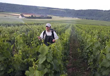 Pulvérisation par un agriculteur avec un dynamiseur d'un produit de biocontrôlesur des vignes en viticulture biologique dans le vignoble de Champagne.