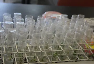 Culture in vitro de plantules dans un laboratoire de biotechnologies végétales.