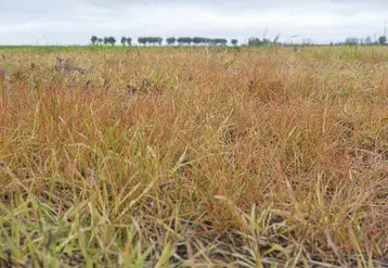 Parcelle traitée au glyphosate fin octobre 2024 dans le nord de l'Eure-et-Loir.