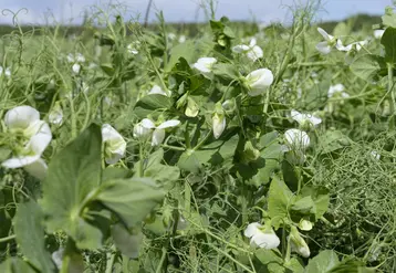 champ de pois protéagineux en fleurs