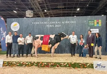 Photo d’archive du concours général agricole 2025 pour la race Prim'holstein