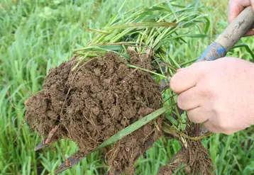 Motte de terre du sol prélevée à la fourche présentant le système racinaire des plantes de pâture