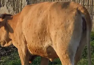 Vache atteinte de dermatose nodulaire contagieuse bovine avec des pustules.