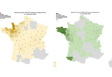  Cartes des foyers de FCO3 et FCO8 au 12 décembre 2025.