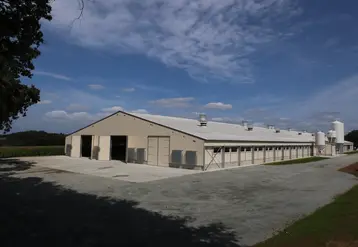 Bâtiment reproducteurs de poules. 