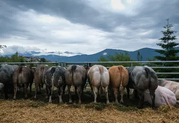 vaches vues de dos dans les Pyrénées Orientales