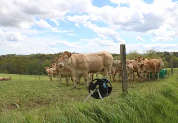 Vaches Blondes d'Aquitaine aux pâturages