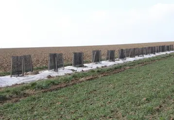 haie nouvellement plantée en bordure de champ
