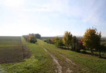 Chemin agricole entre deux parcelles avec des haies et des arbres. 
