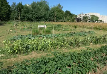 Jardins et potagers familiaux collectifs avec maraichage dans le quartier Saint-Paul à Caen.