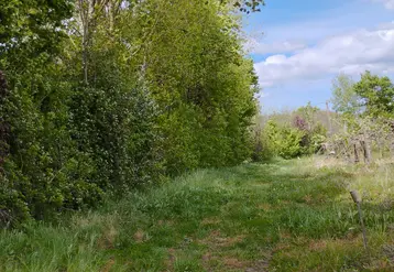 Haie arborée en Charente en bordure d’une parcelle de vigne en Charente-Maritime