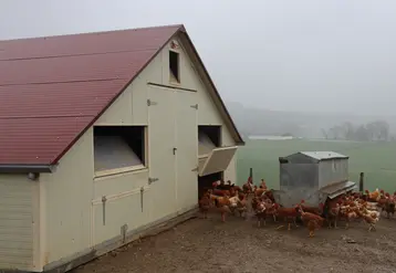 poules entrant dans un bâtiment