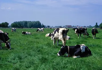 Vaches laitières Holstein aux pâturages aux Pays-Bas 