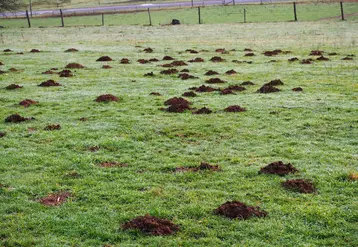 Dégâts de campagnols terrestres dans une prairie dans le Cantal. 