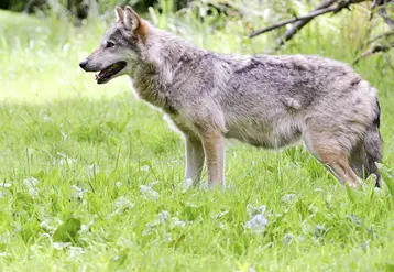 Loup européen de profil dans le parc animalier de Sainte-Croix.