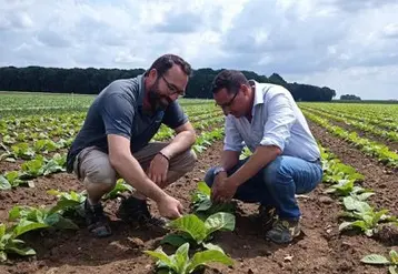 Samuel de Smet et son frère, dans un champ de tabac