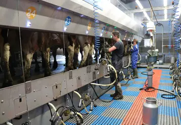  Deux agriculteurs à la traite des vaches