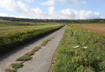 Chemin agricole entre parcelles de terre dans la Marne