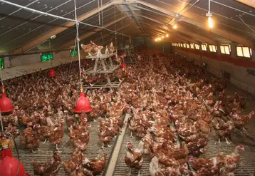 Elevage de poules pondeuses confiné par mesure de prévention contre la grippe aviaire.