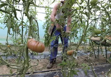 personne travaillant dans une serre où poussent des tomates