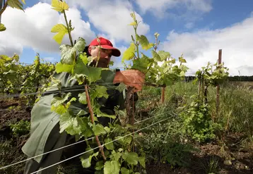 homme travaillant dans les vignes