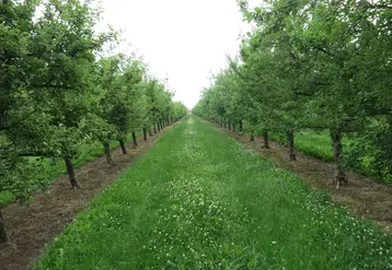 Allée d'herbe bordée de pommiers