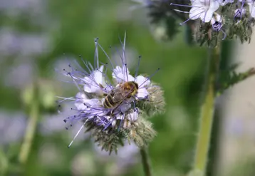 Abeille sur une plante mellifère