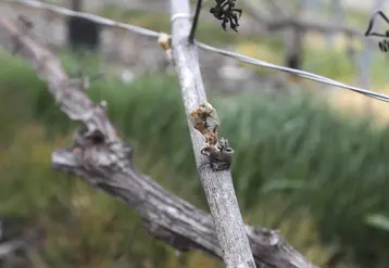  Bourgeon de vigne ayant gelé en Champagne  