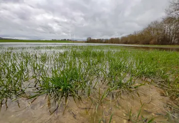 Champ de culture inondé dans le département de la Marne après une forte crue du fleuve du même nom.