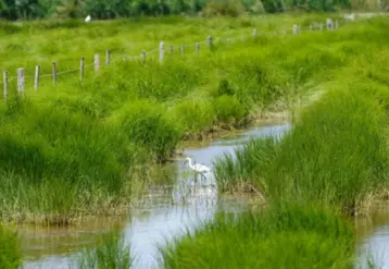 ruisseau avec oiseau en zones humides, 