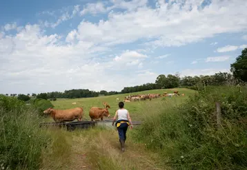 Agricultrice avec son troupeau de vaches allaitantes au pâturage dans la Creuse.