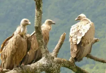 trois vautours fauves perchés sur un arbre
